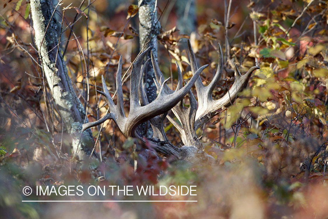 White-tailed buck in habitat. 