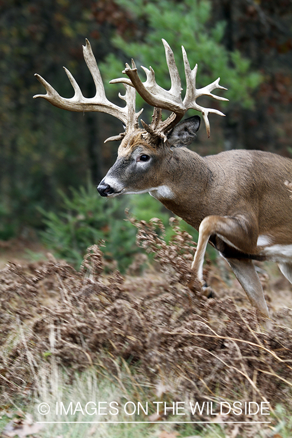 White-tailed buck in habitat. 