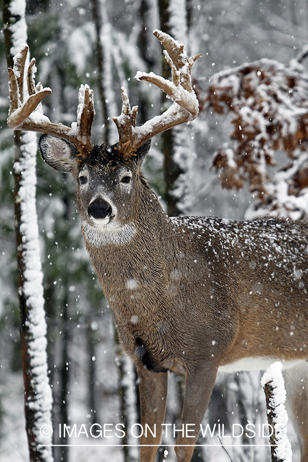 White-tailed buck in habitat. 