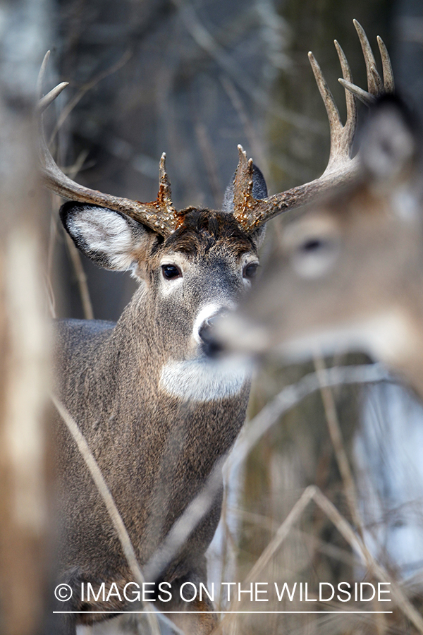 White-tailed buck with doe. 