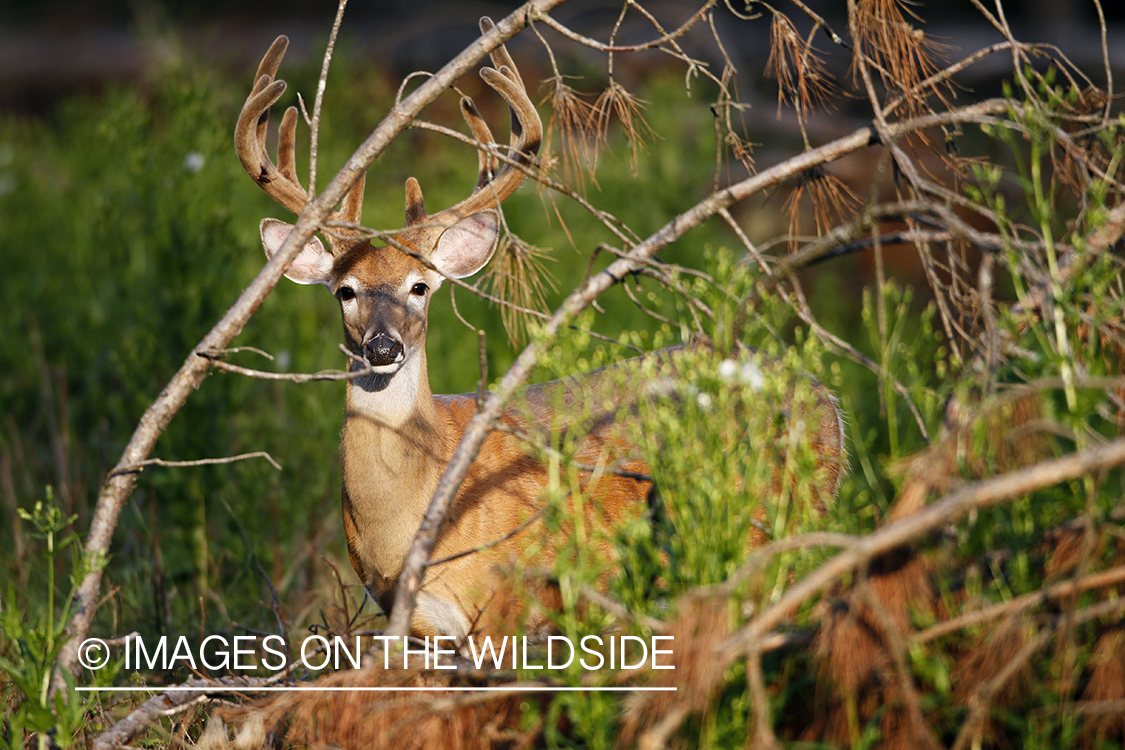 White-tailed buck in velvet.