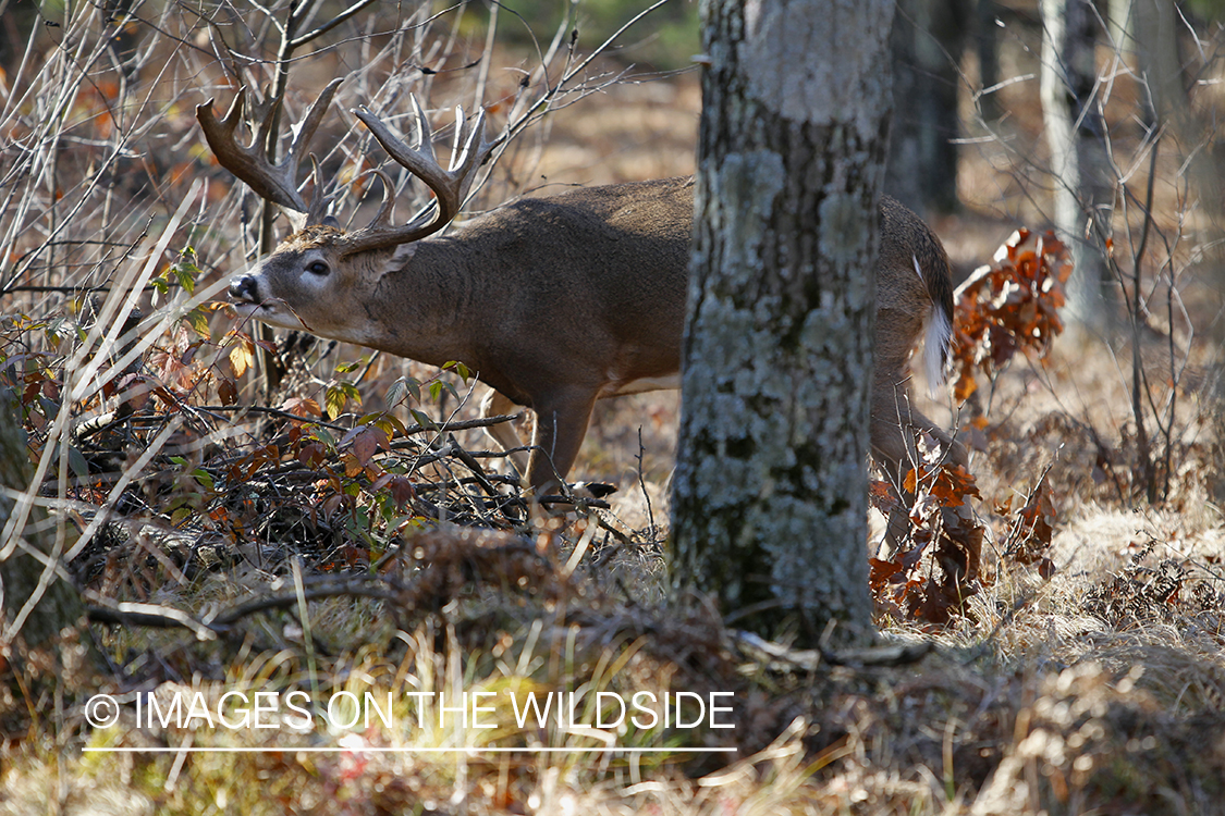 White-tailed buck scent marking branch.