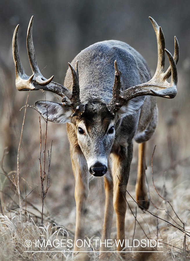 White-tailed buck in habitat.