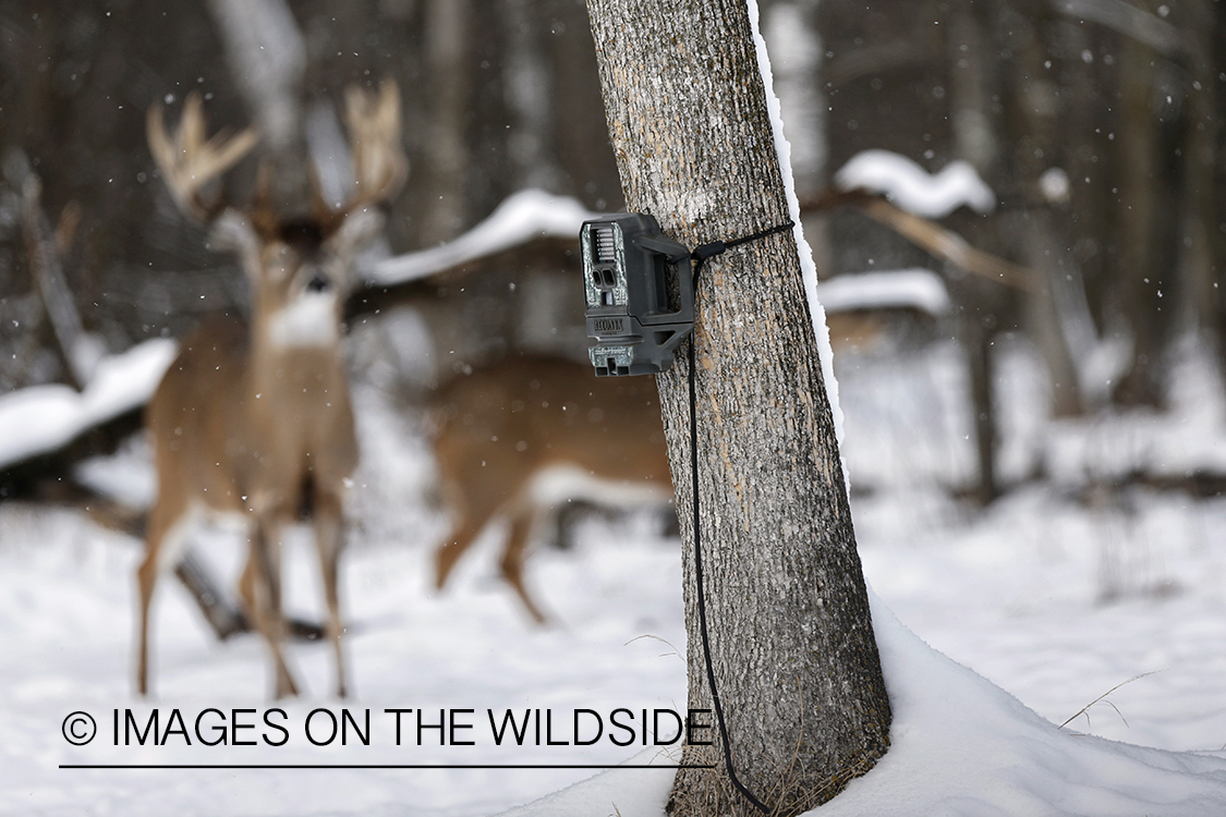 White-tailed deer with trail camera.