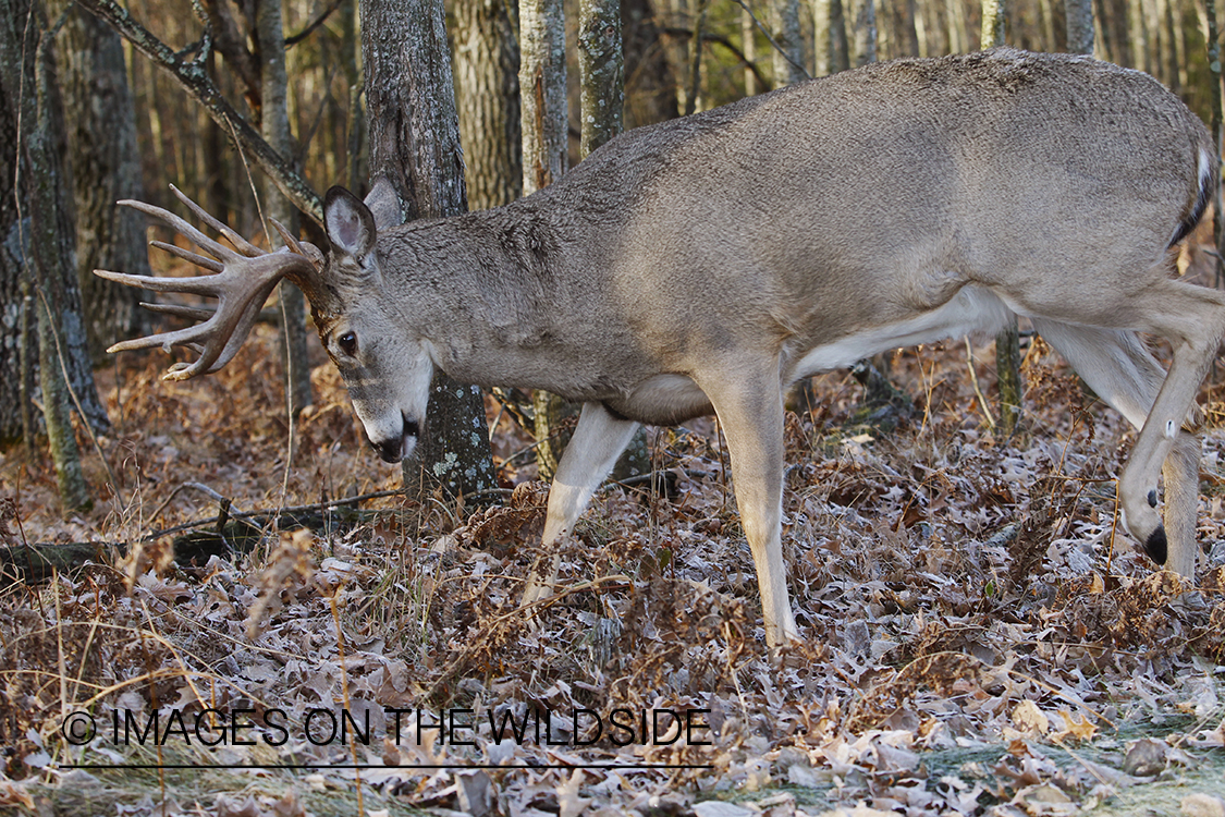 White-tailed buck displaying aggressive behavior.