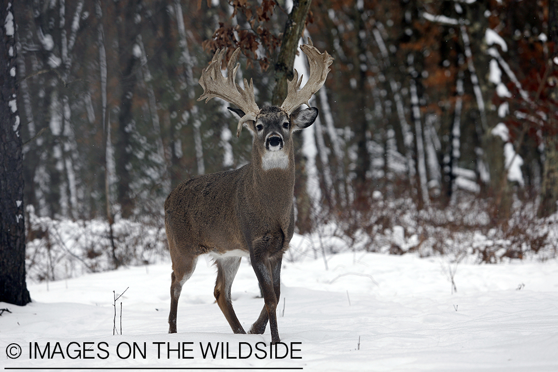 White-tailed buck in winter habitat.