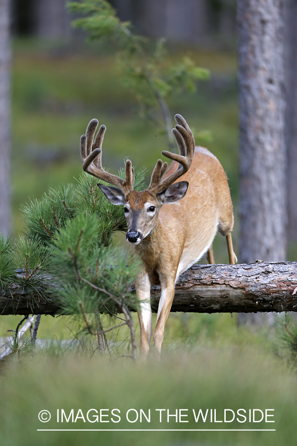 White-tailed buck in habitat.