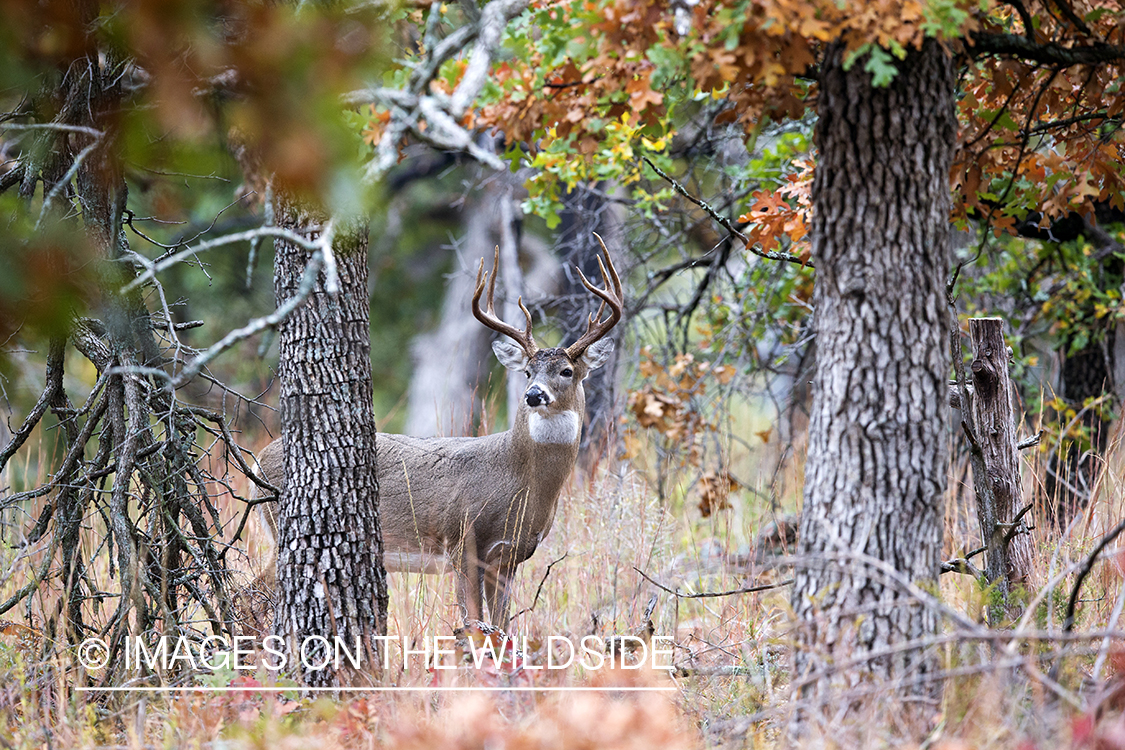 White-tailed buck in habitat. 