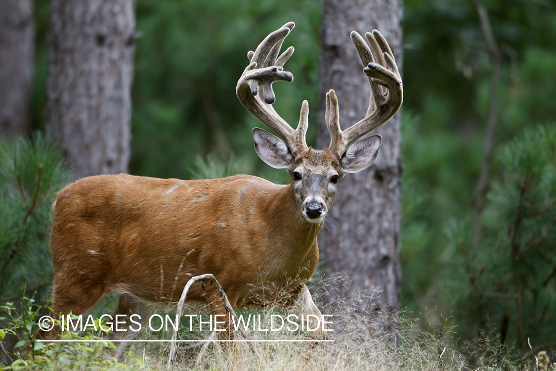 White-tailed buck in velvet.