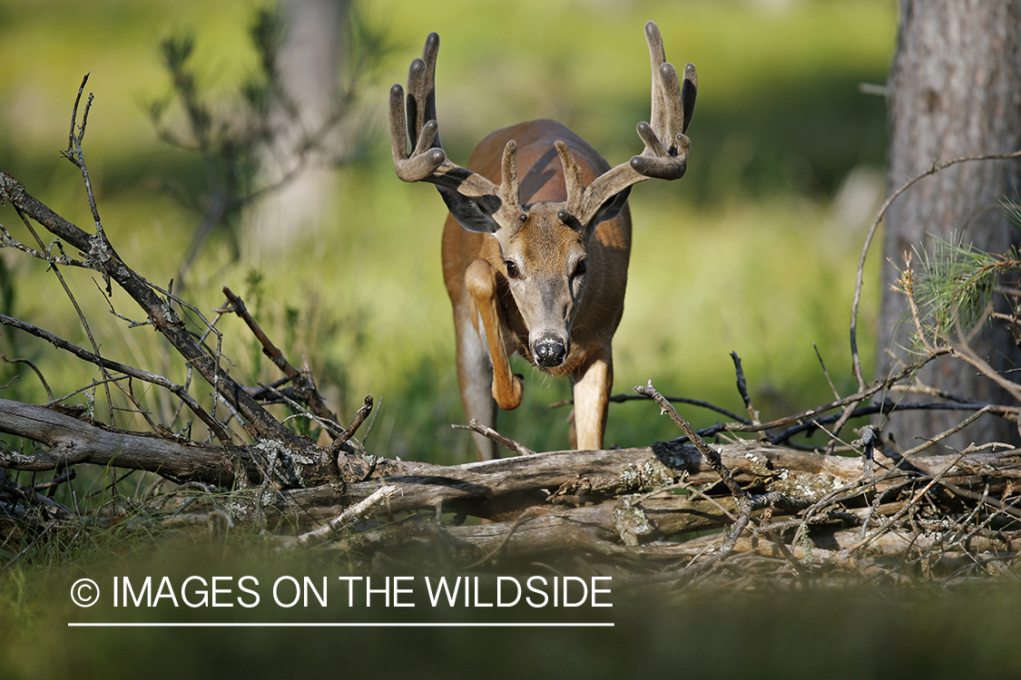 White-tailed buck in velvet.