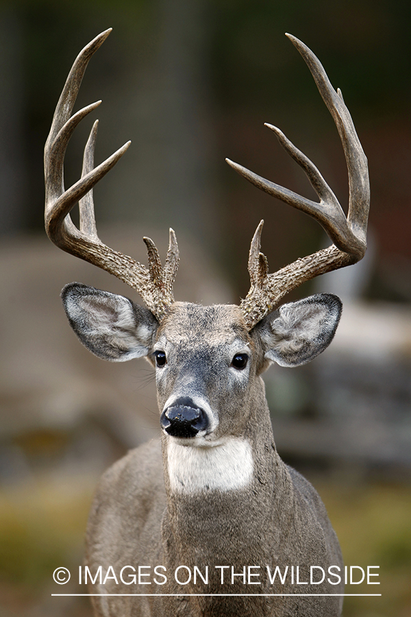 White-tailed buck in habitat.