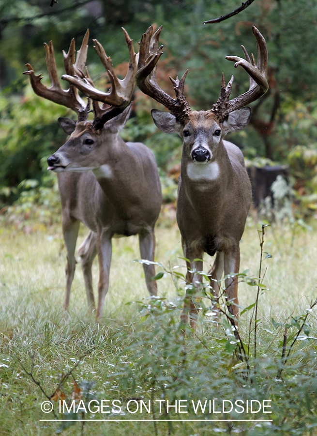 White-tailed bucks in habitat.