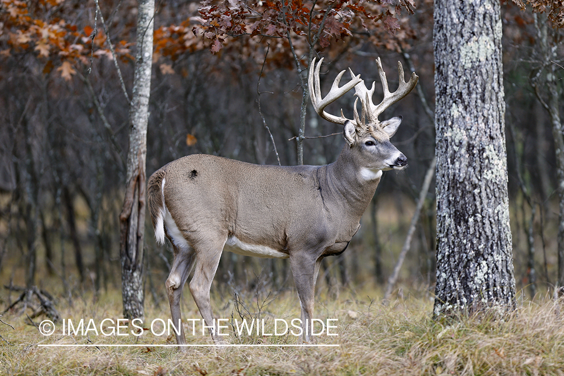 White-tailed buck in habitat.