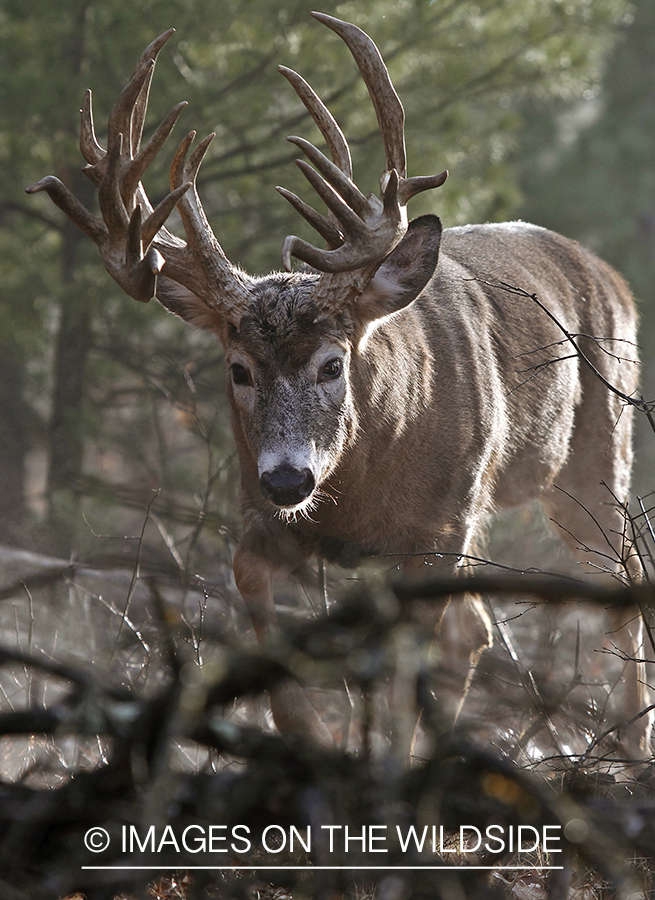 White-tailed buck in habitat.