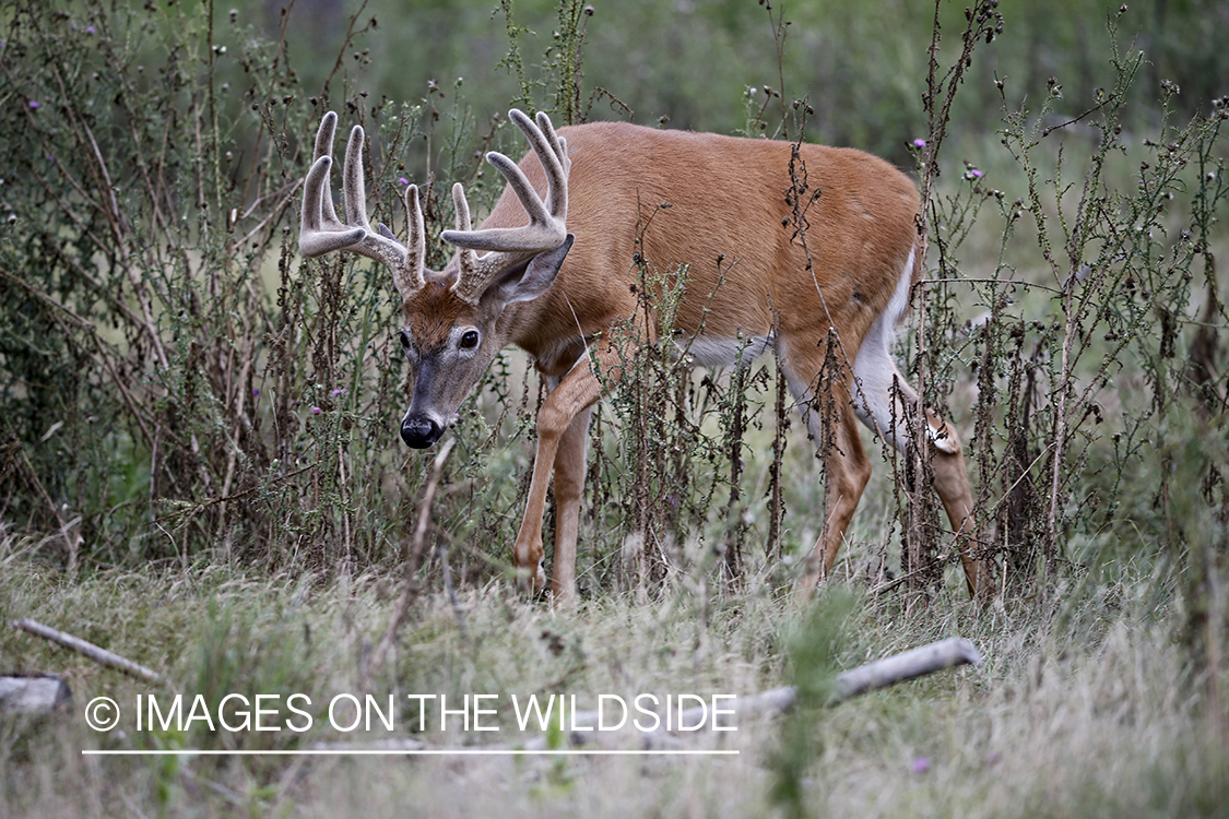 White-tailed Buck in Velvet.