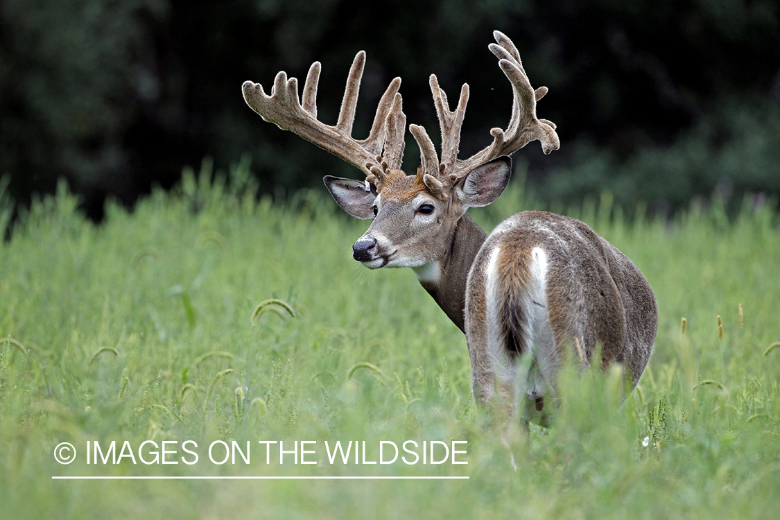 White-tailed buck in Velvet.