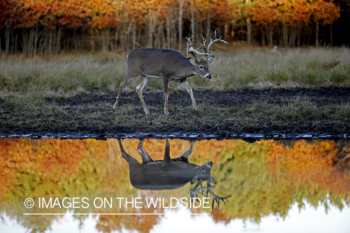 White-tailed buck with reflection in water.