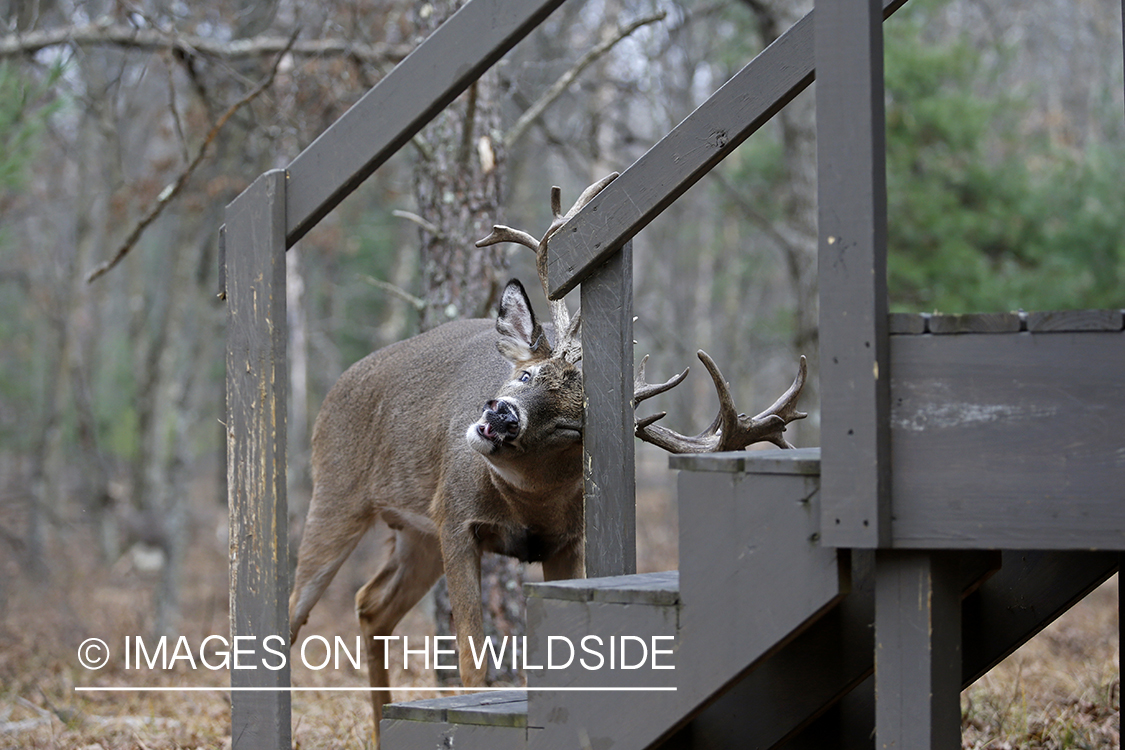 White-tailed buck rubbing on stairway at hunting.