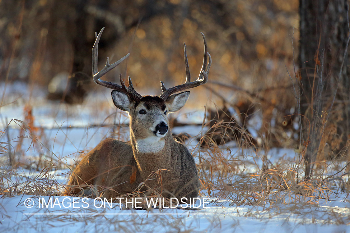 White-tailed buck in snow.