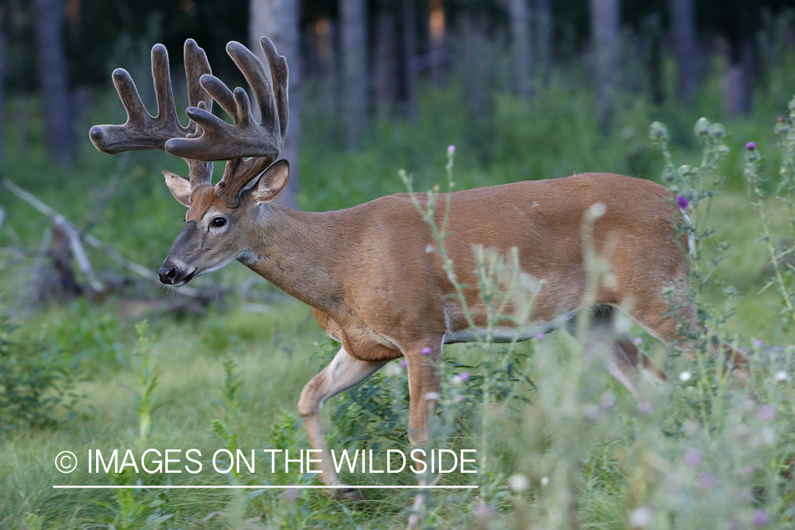 White-tailed buck in velvet.