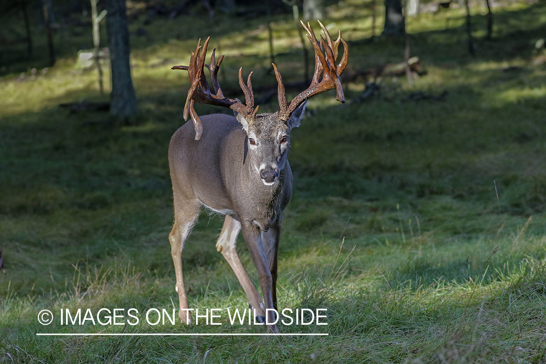 White-tailed buck in field.