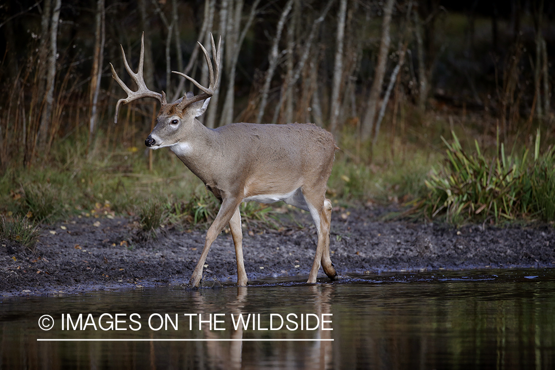 White-tailed buck in river.