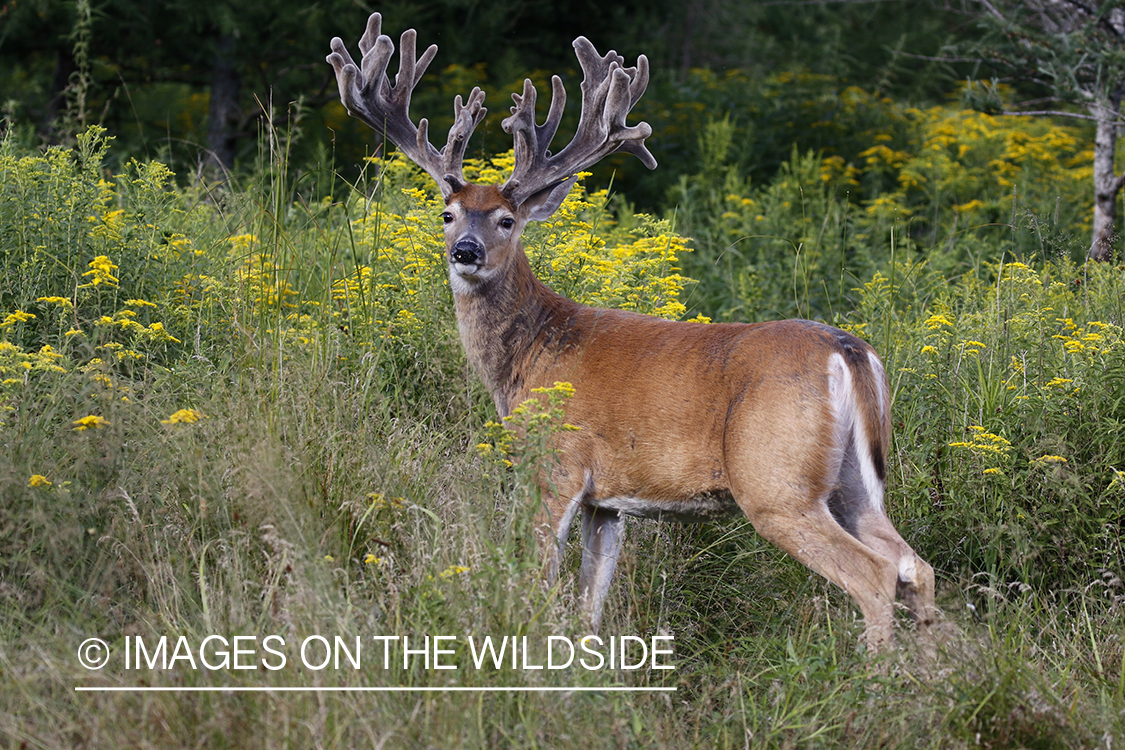 White-tailed buck in field.