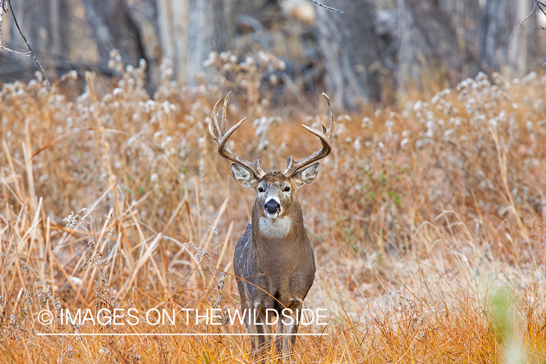 White-tailed buck in field.