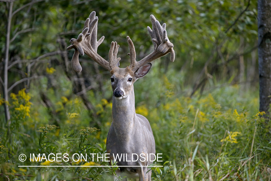 White-tailed buck in Velvet.