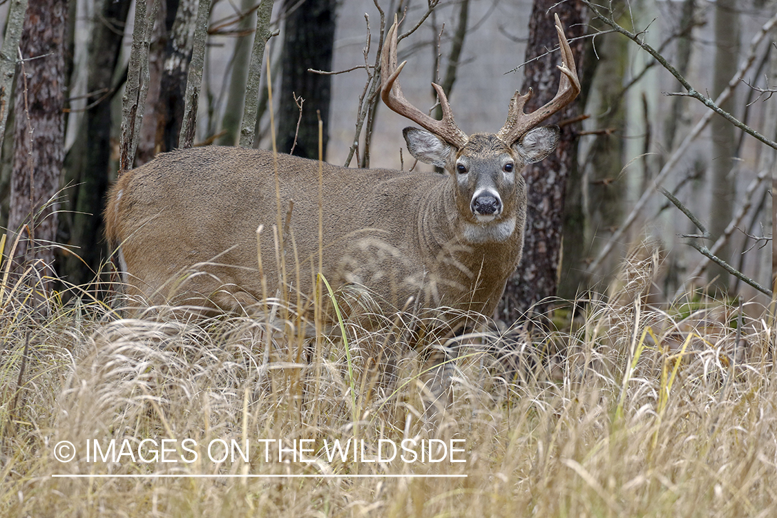 White-tailed buck in the rut.