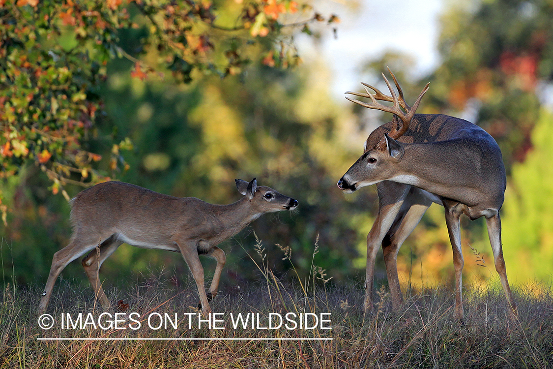 White-tailed deer in field.