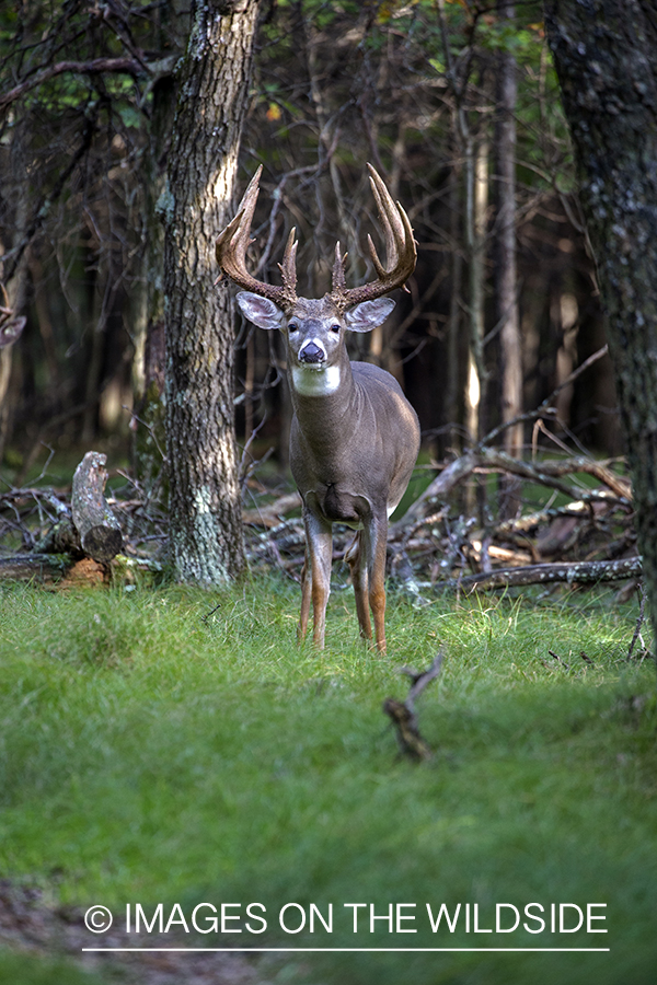 White-tailed buck in the Rut.