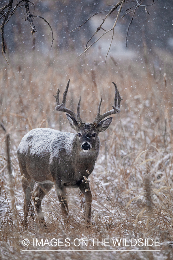 White-tailed buck in winter field.