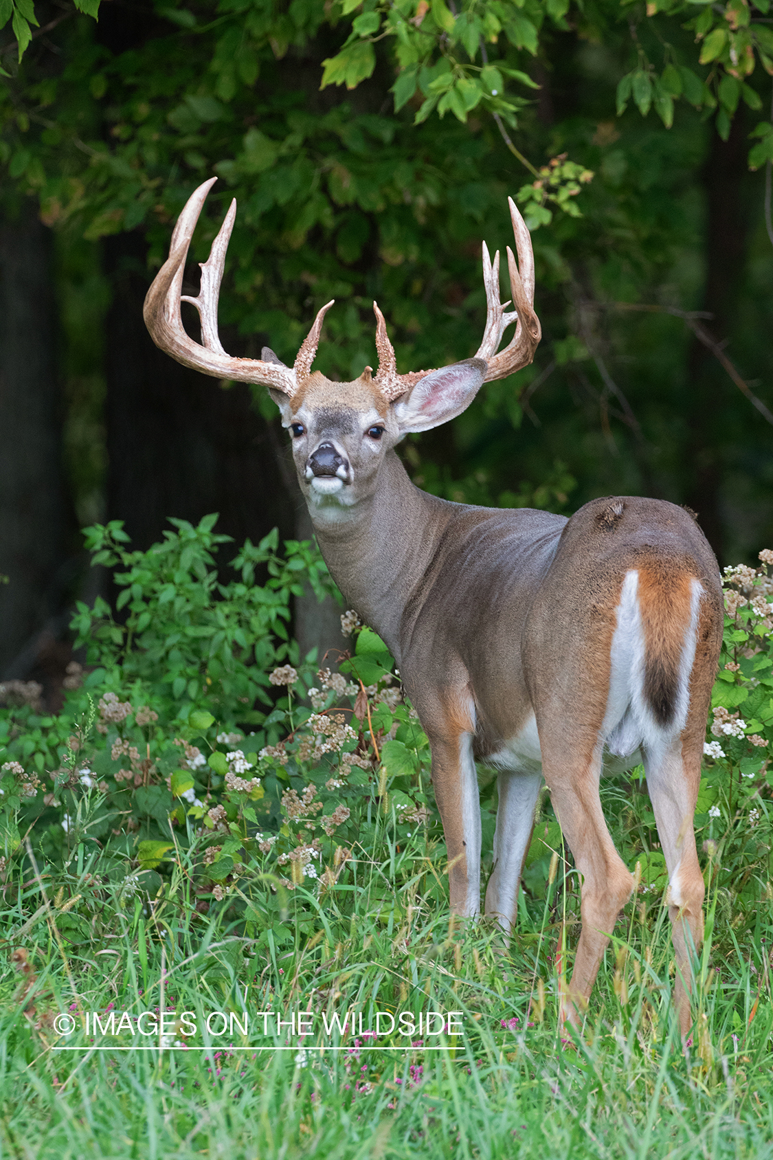 White-tailed deer in field.