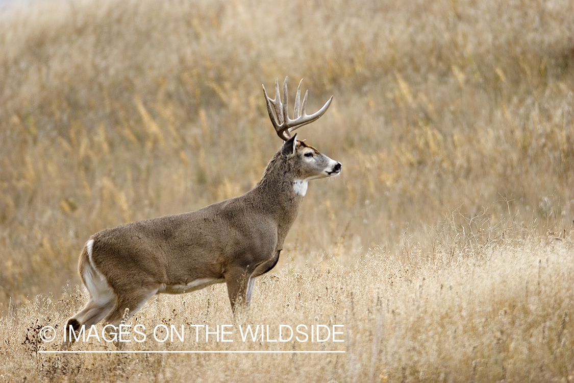 White-tailed buck in meadow.