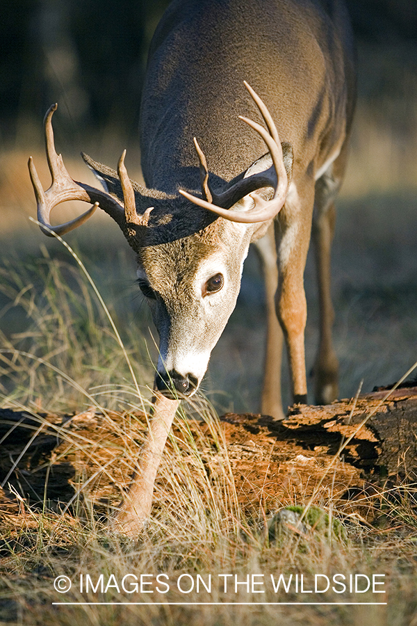 White-tailed deer in habitat