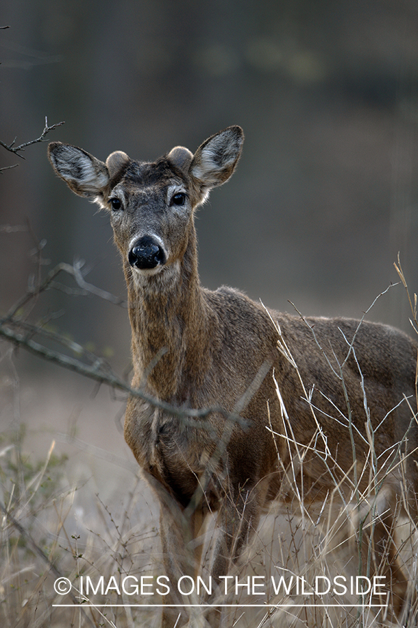 White-tailed deer in habitat