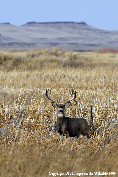 Mule buck in habitat.