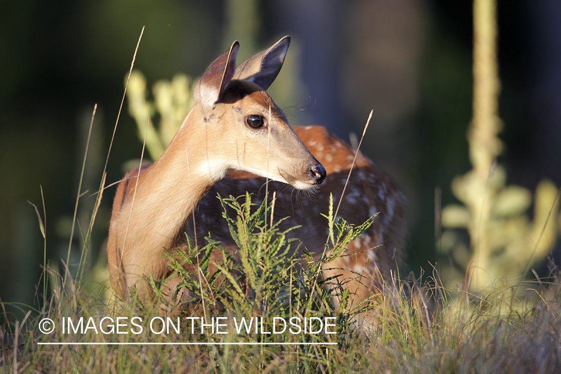 White-tailed fawn in habitat. 