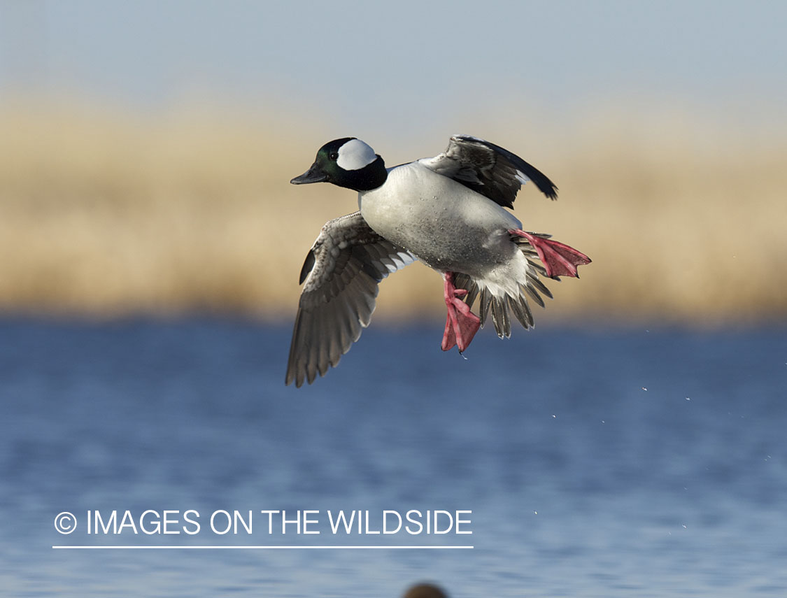 Bufflehead duck in flight.