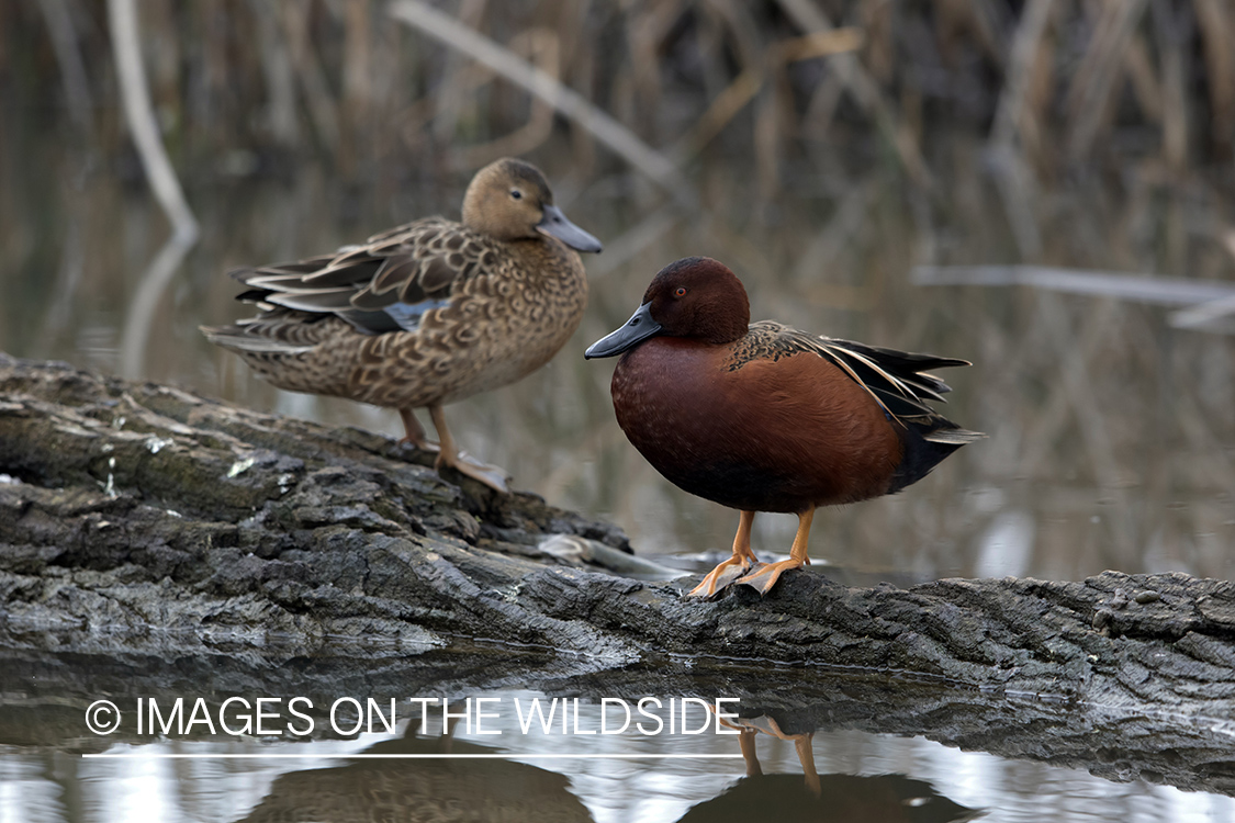 Cinnamon Teals sitting on log.