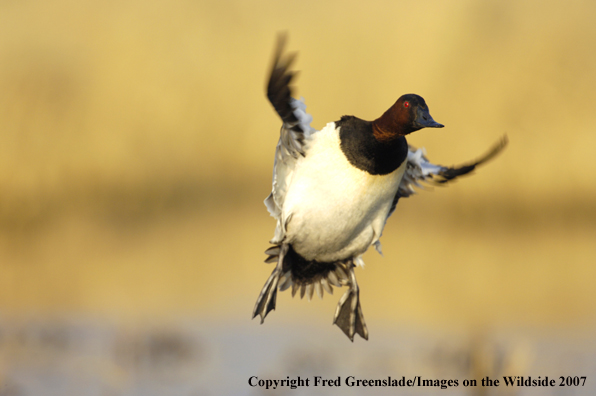 Canvasback duck