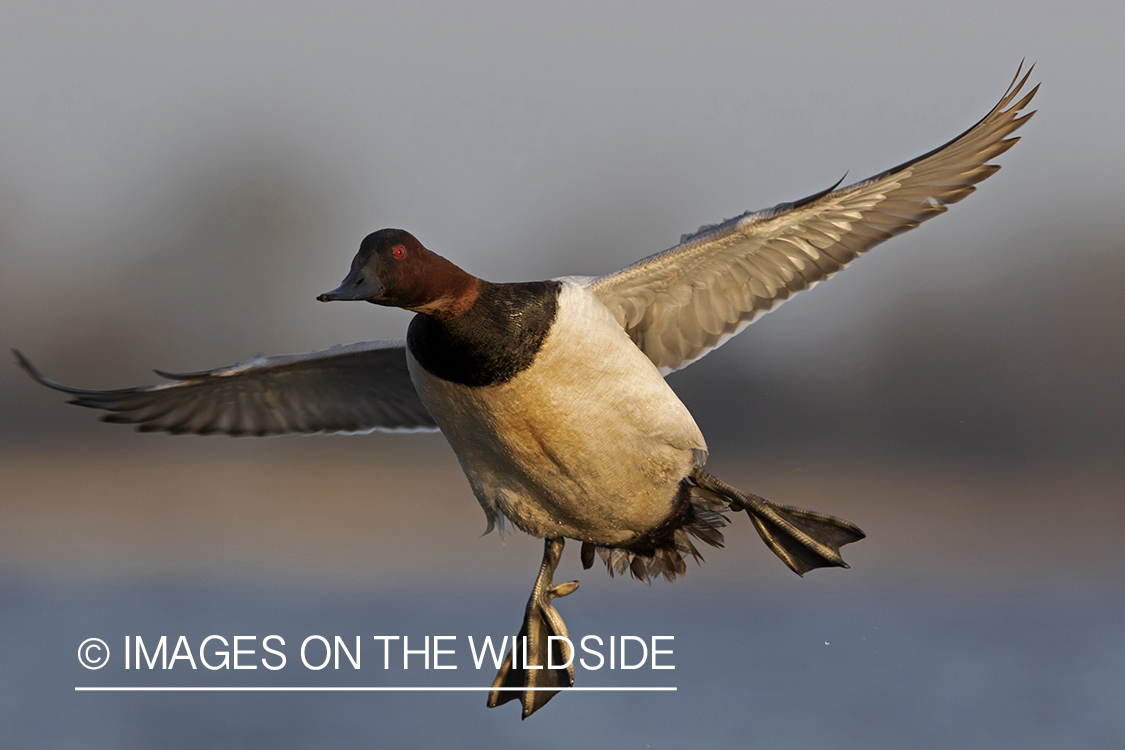 Canvasback in flight.