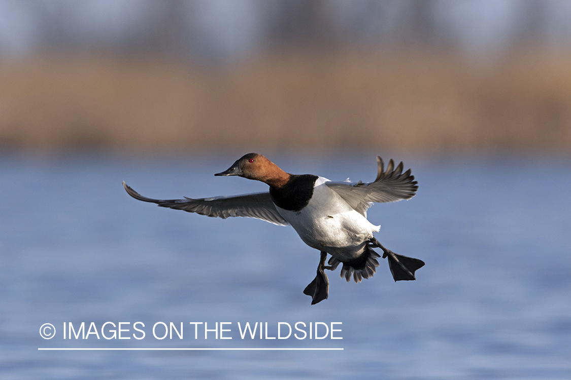 Canvasback in flight.