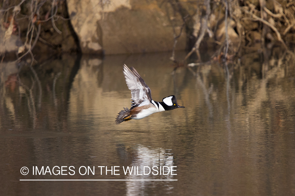 Hooded Merganser duck taking flight. 