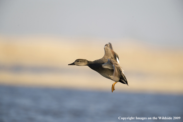 Gadwall duck in flight