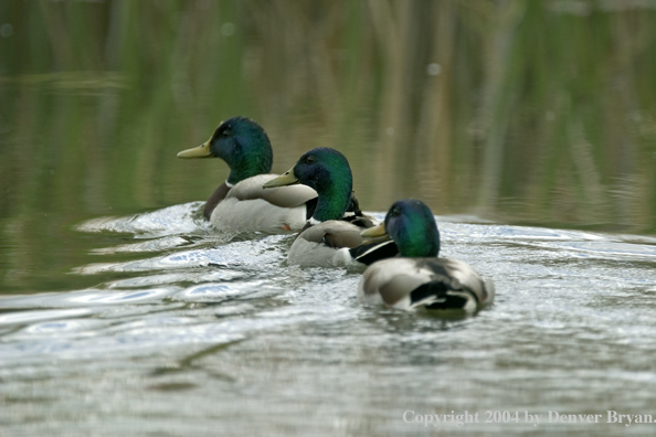 Mallards on pond.