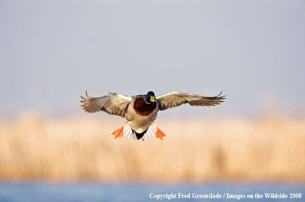 Mallard drake in flight