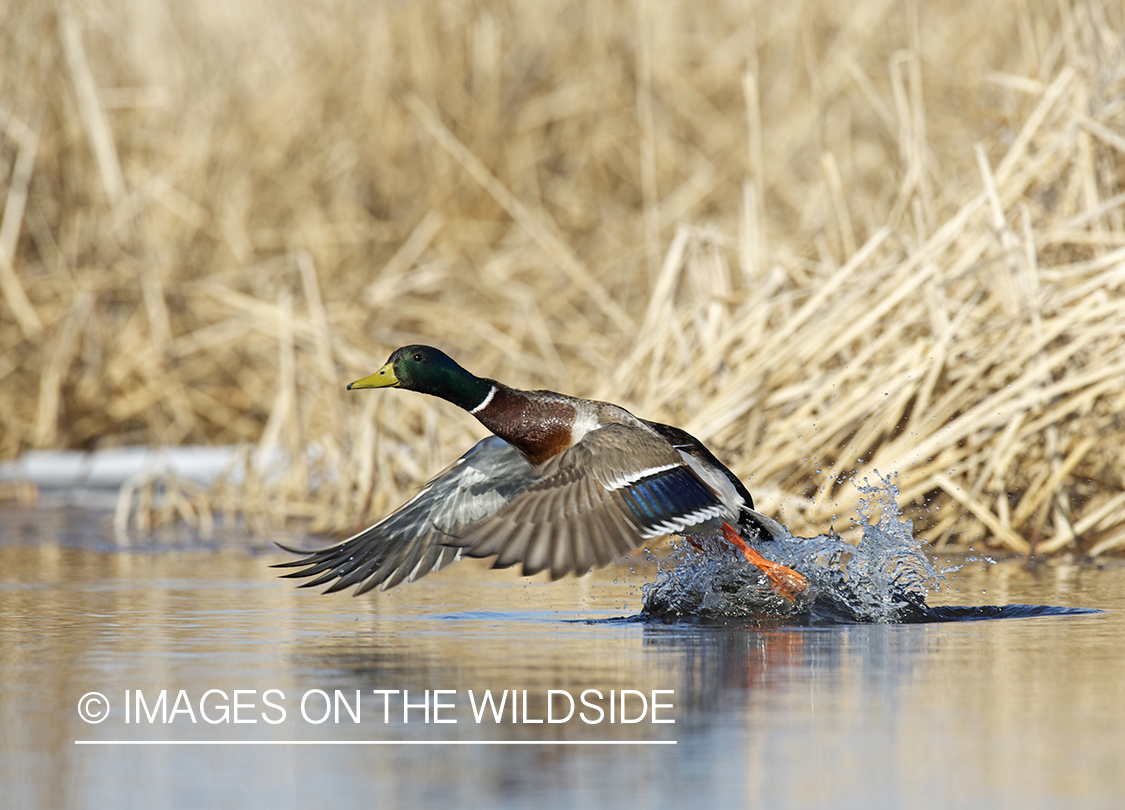 Mallard duck taking flight.