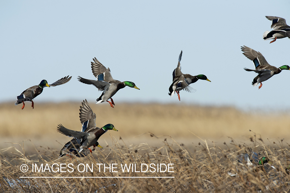 Mallards in flight.